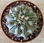 Copiapoa cinerea  select cross no1 - Image 2