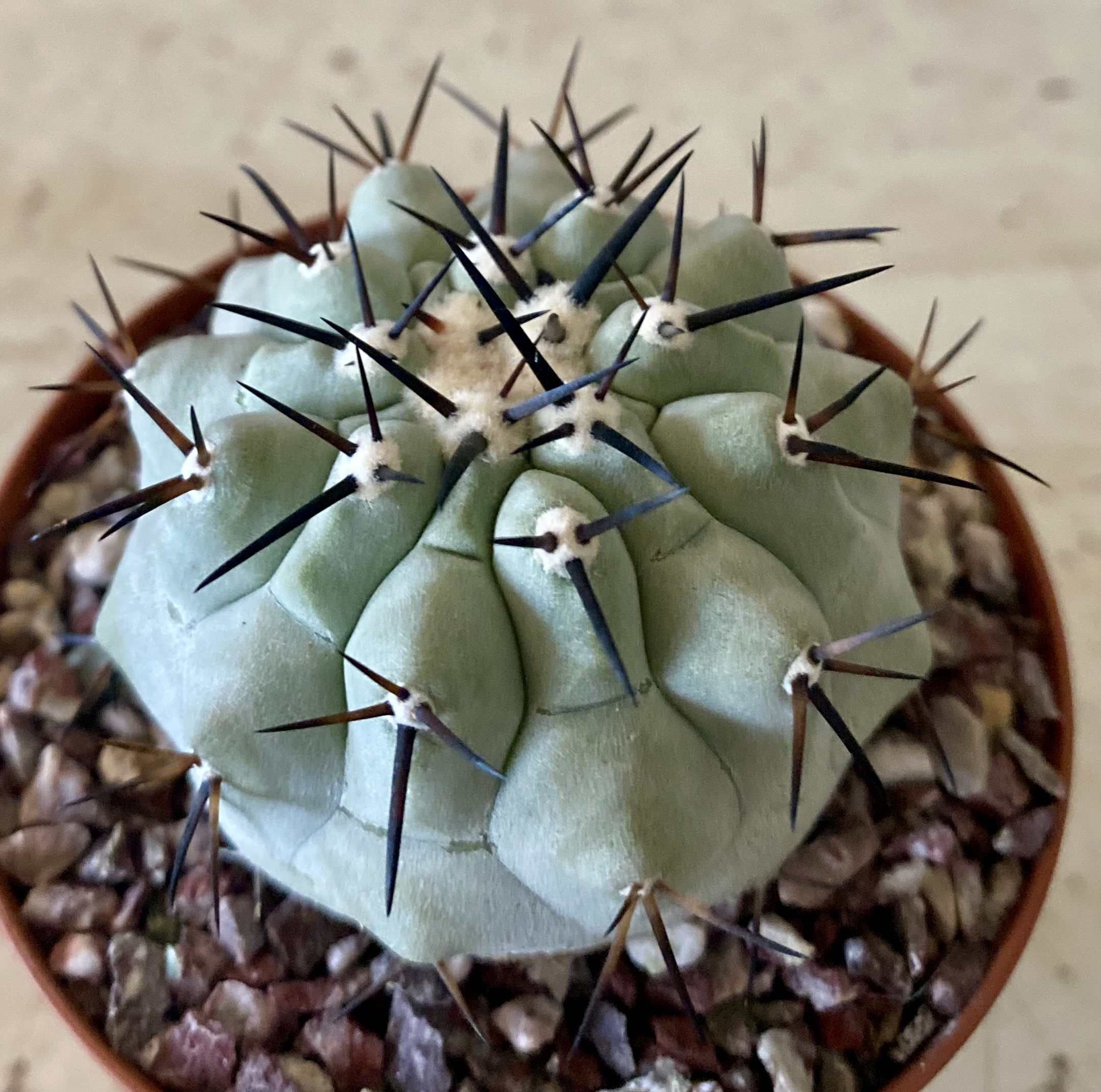 IMG_4579 Copiapoa cinerea  select cross no1 - Image 1