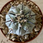 Copiapoa cinerea  select cross no2 - Image 2