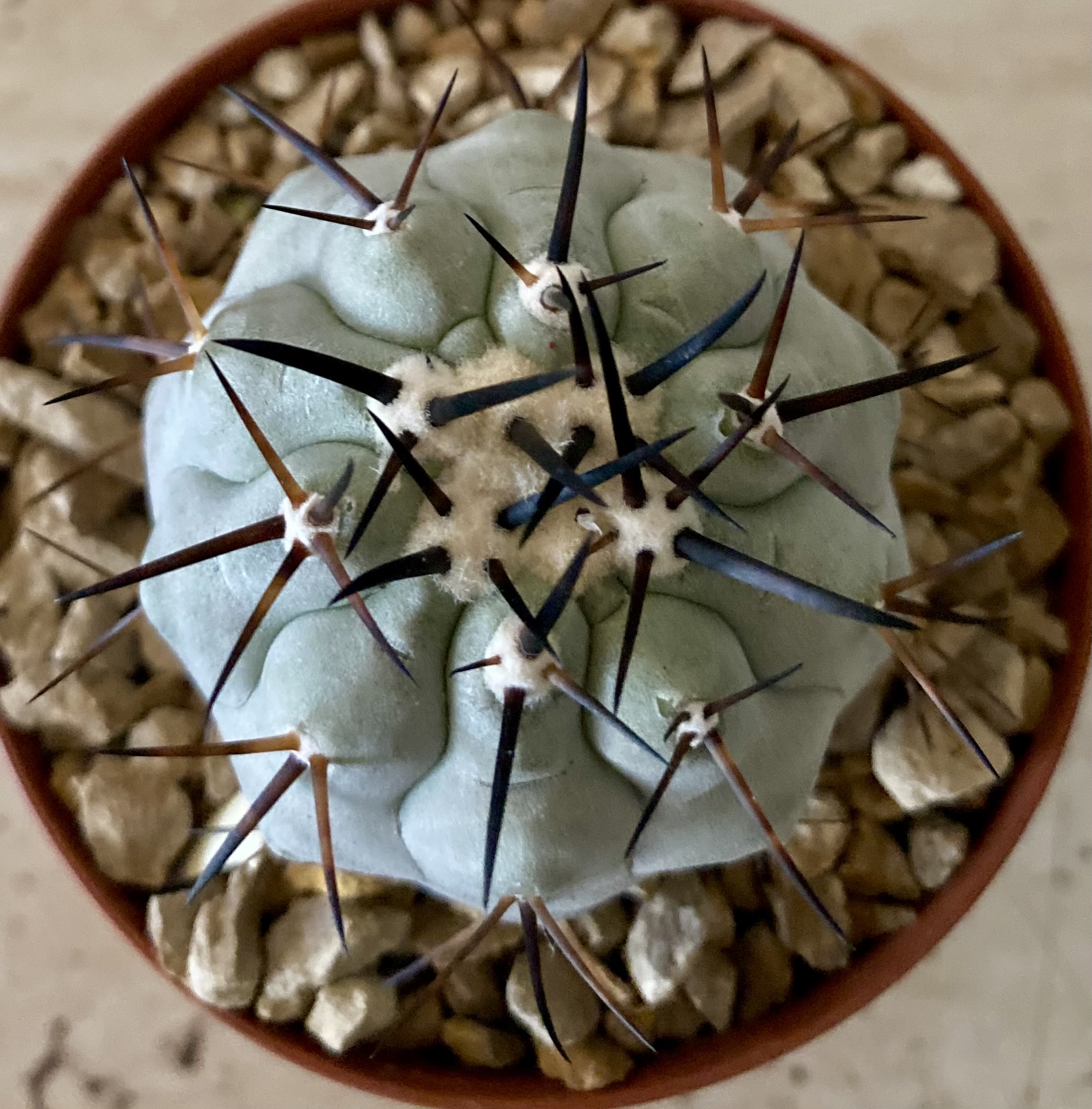 IMG_4581 Copiapoa cinerea  select cross no2 - Image 2