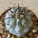 Copiapoa cinerea  select cross no2