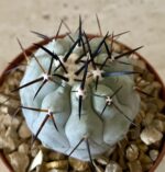Copiapoa cinerea  select cross no2