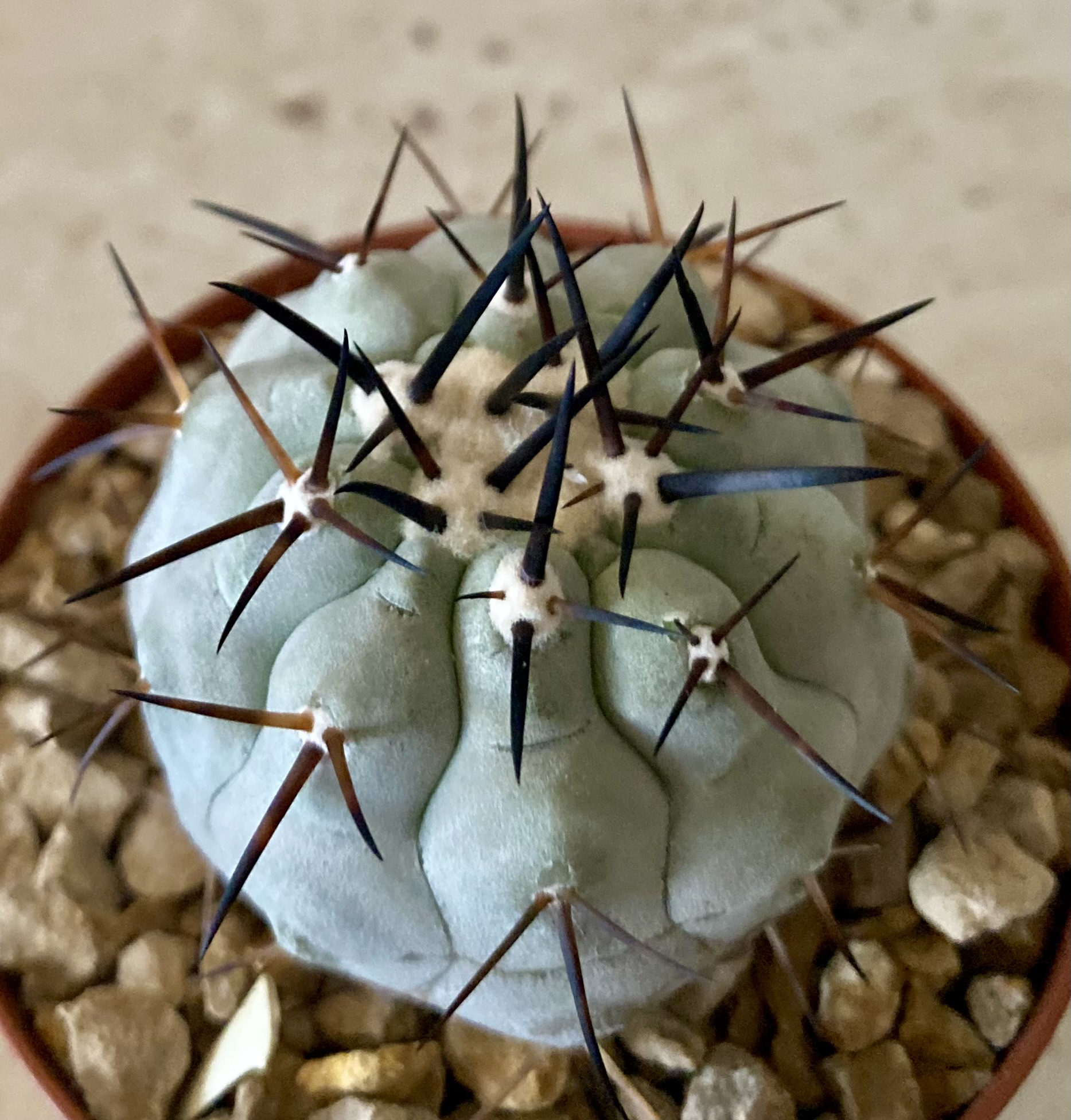 IMG_4582 Copiapoa cinerea  select cross no2 - Image 1