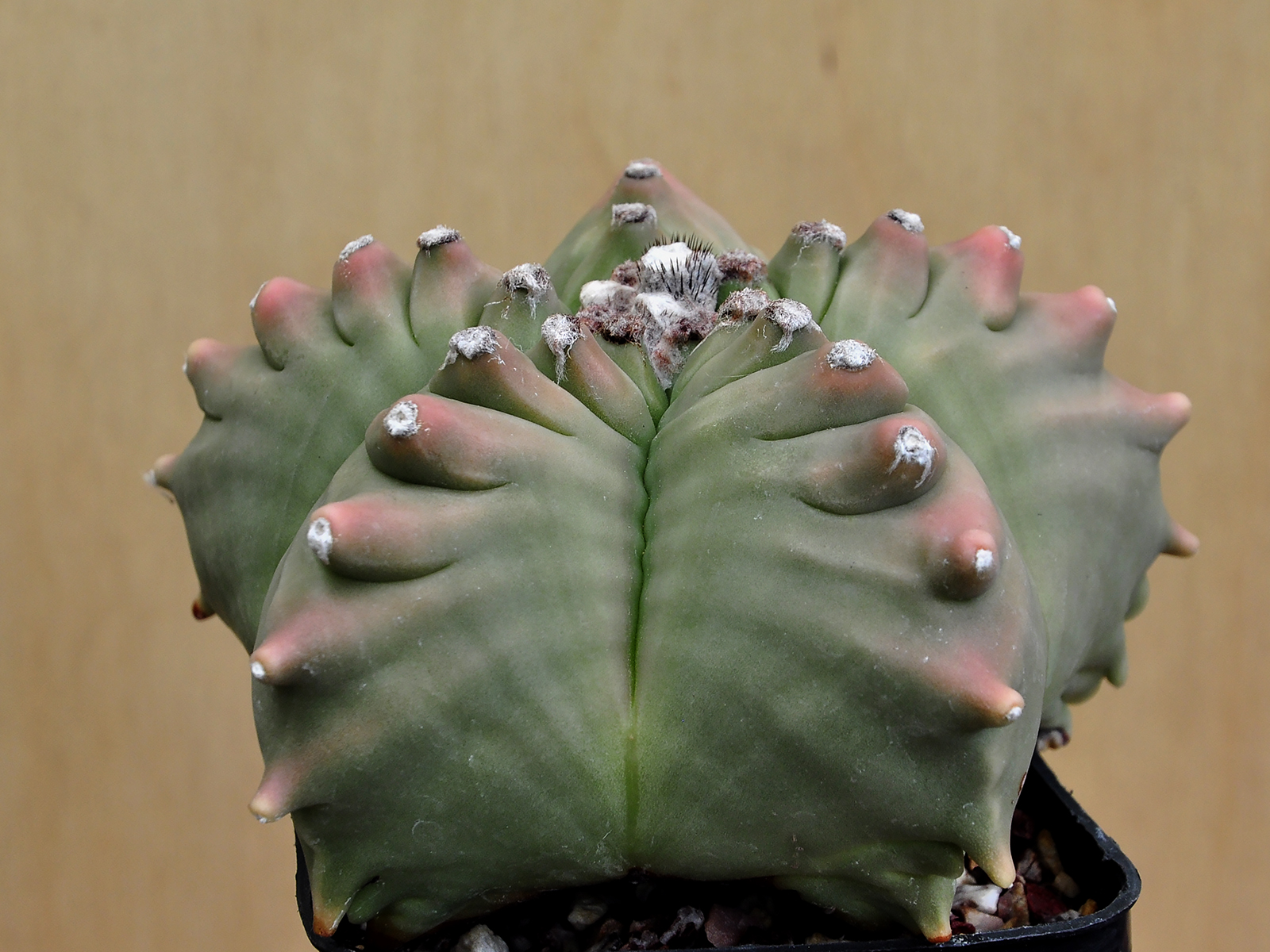 A.M.K.A 1 Astrophytum myriostigma v.nudum cv. 'Kikko' 1 - Image 1
