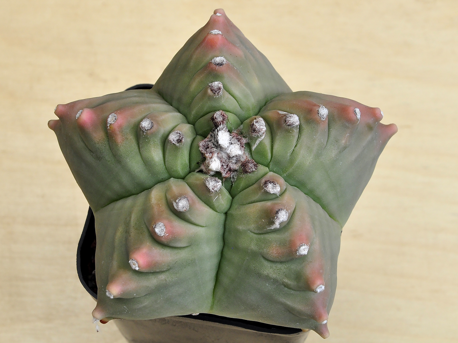 A.M.K.A 2 Astrophytum myriostigma v.nudum cv. 'Kikko' 1 - Image 2