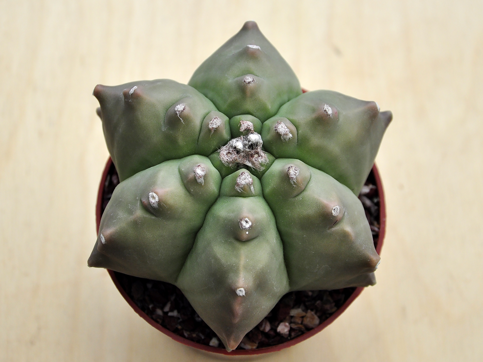 A.M.K.B 1 Astrophytum myriostigma v.nudum cv. 'Kikko' 2 - Image 2