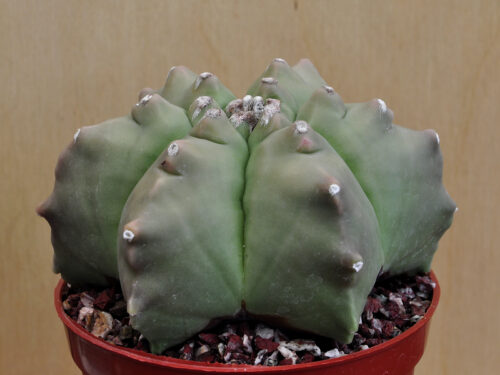 Astrophytum myriostigma v.nudum cv. 'Kikko' 2