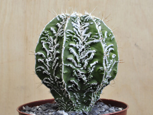 Astrophytum ornatum cv. 'Hanya'