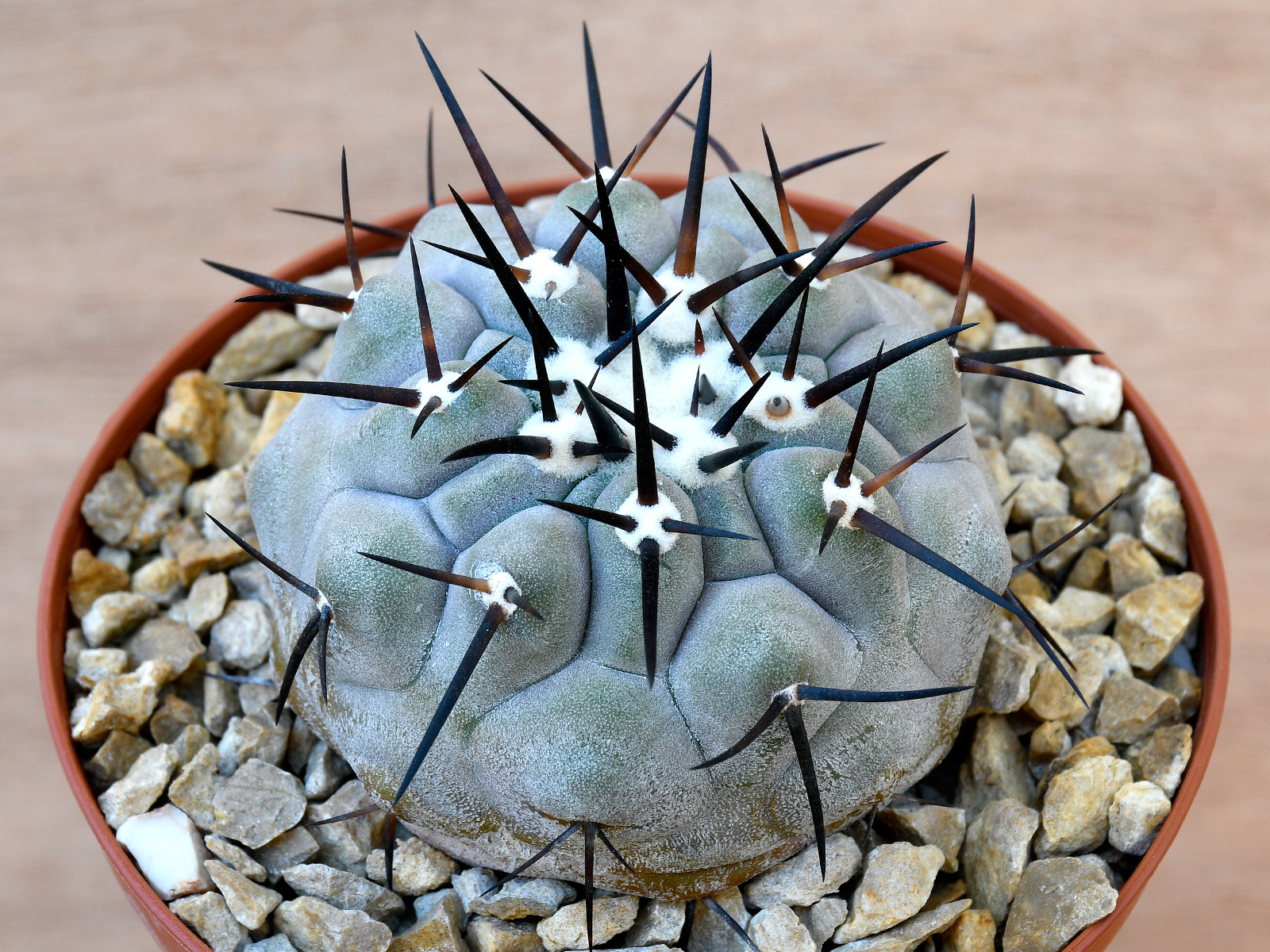 AP-CO4 Copiapoa cinerea Select - ex KK610 no2 - Image 1