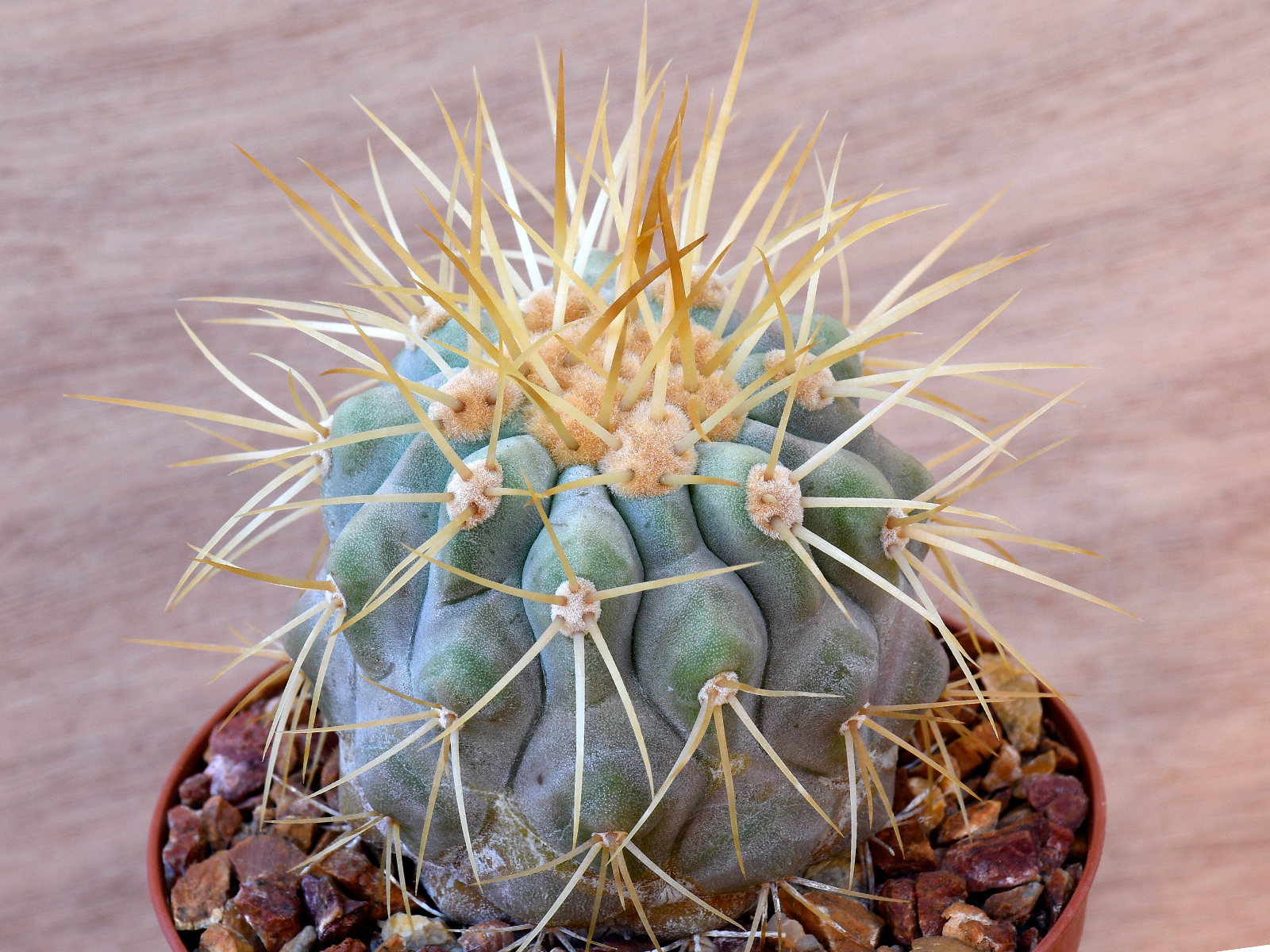 AP-CO5 Copiapoa gigantea - BCHK 1356 Punta Cachinalito to Paposo, Antofagasta, Chile - Image 1