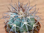 Echinocactus horizonthalonius v. nicholii - HK1218 Silver Bell Mountains, AZ, USA