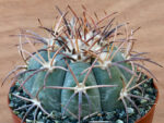 Echinocactus horizonthalonius - SB710 El Paso, TX, USA
