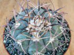 Echinocactus horizonthalonius - SB710 El Paso, TX, USA - Image 2