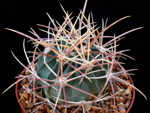 Echinocactus parryi - Villa Ahumada, CHI, Mexico
