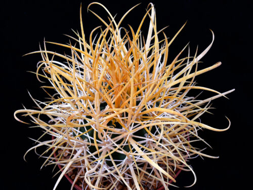 Ferocactus chrysacanthus - L010 Isla Cedros, BC, Mexico no1