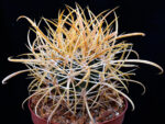 Ferocactus chrysacanthus - L010 Isla Cedros, BC, Mexico no2