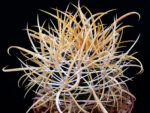 Ferocactus chrysacanthus - L010 Isla Cedros, BC, Mexico no2 - Image 2