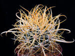 Ferocactus chrysacanthus - L010 Isla Cedros, BC, Mexico no2 - Image 3