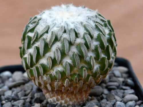 Pelecyphora asseliformis - SB894 San Luis Potosi, SLP, Mexico