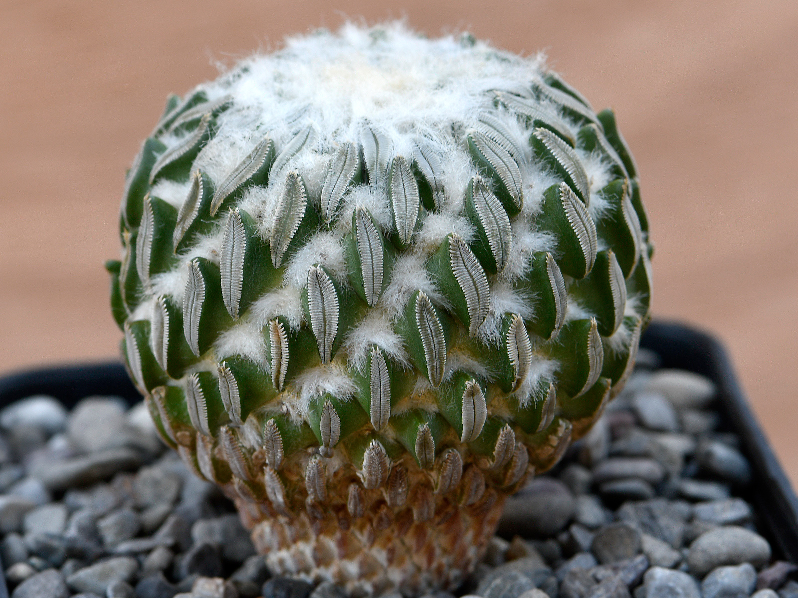 AP-PE1-a Pelecyphora asseliformis - SB894 San Luis Potosi, SLP, Mexico - Image 1