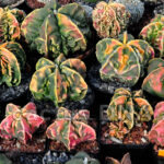 Astrophytum myriostigma v. nudum cv. ‘Fukuryu’ Kohyo