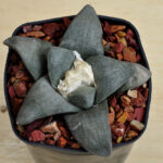 Ariocarpus retusus cv. 'Frumdosus'