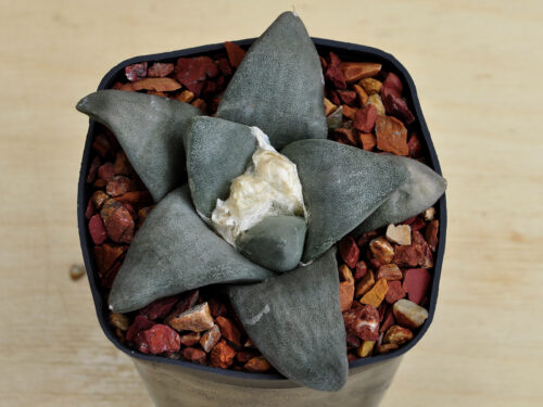 Ariocarpus retusus cv. 'Frumdosus'