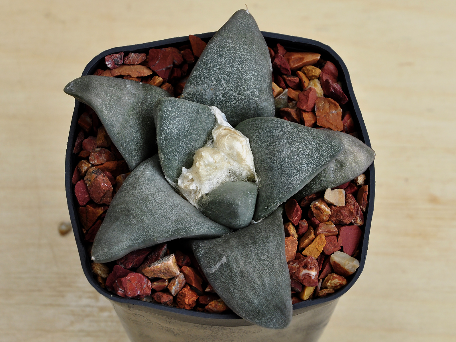 _DSC0079 Ariocarpus retusus cv. 'Frumdosus' - Image 1