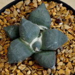 Ariocarpus retusus cv. 'Maruibo'