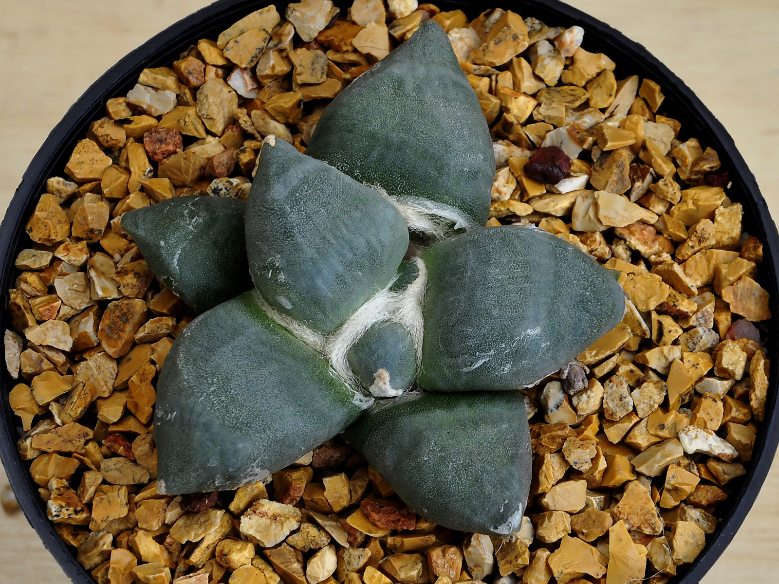 _DSC0081 Ariocarpus retusus cv. 'Maruibo' - Image 1