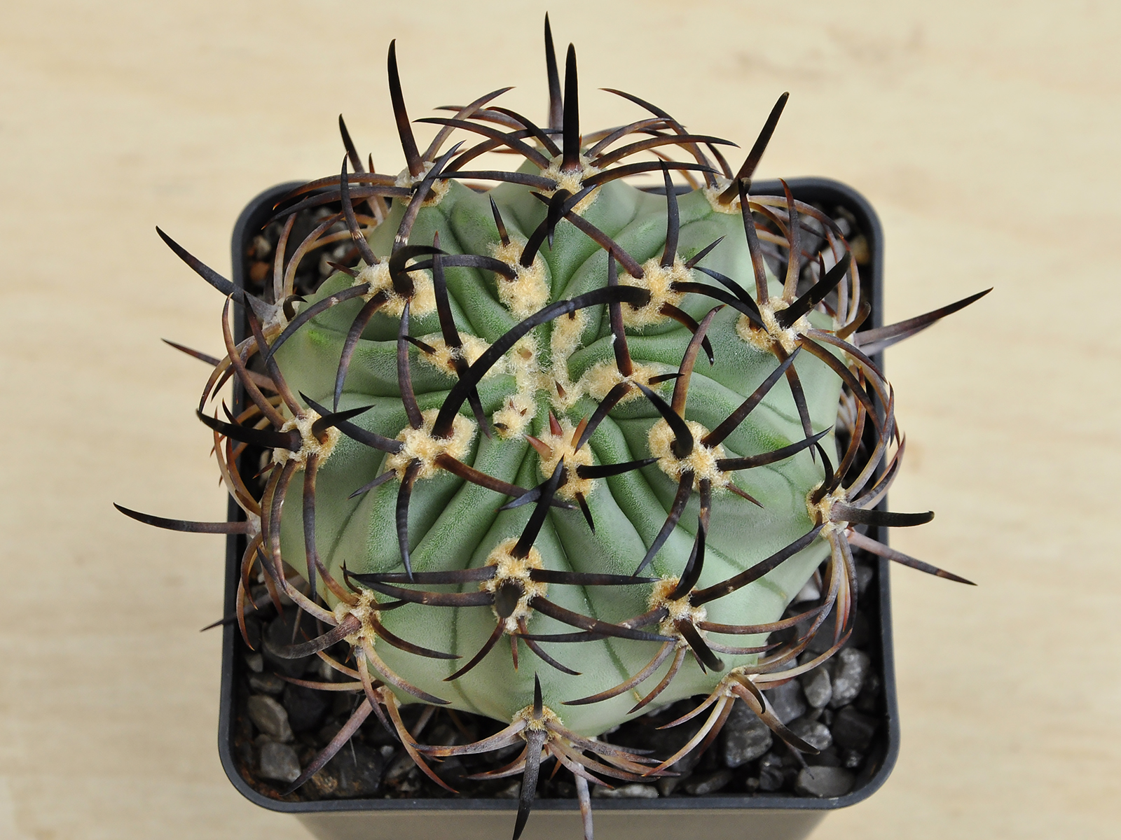 E.A. 2 Eriocyse aurata CS41 - Image 2