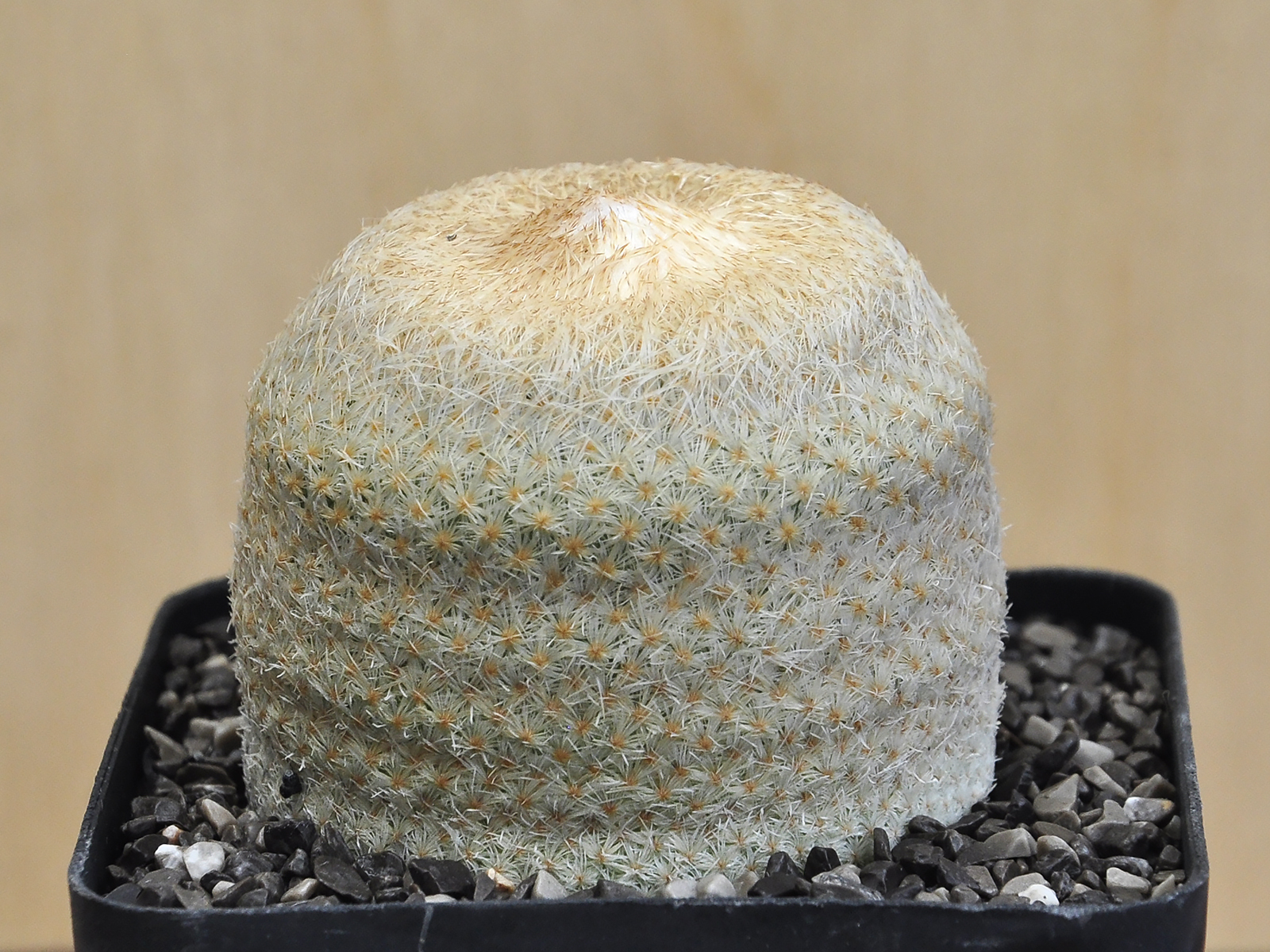 E.B. 1 Epihelantha bokei - Image 1