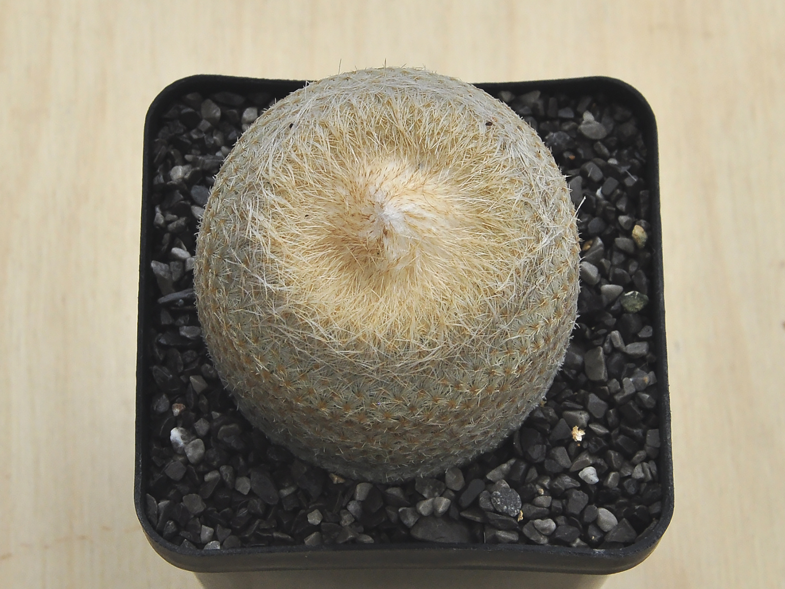 E.B. 2 Epihelantha bokei - Image 2