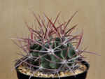 Echinocactus parryi SB59
