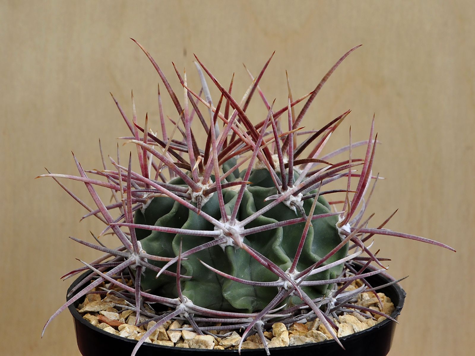 E.P. 1 Echinocactus parryi SB59 - Image 1