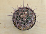 Echinocactus parryi SB59 - Image 2