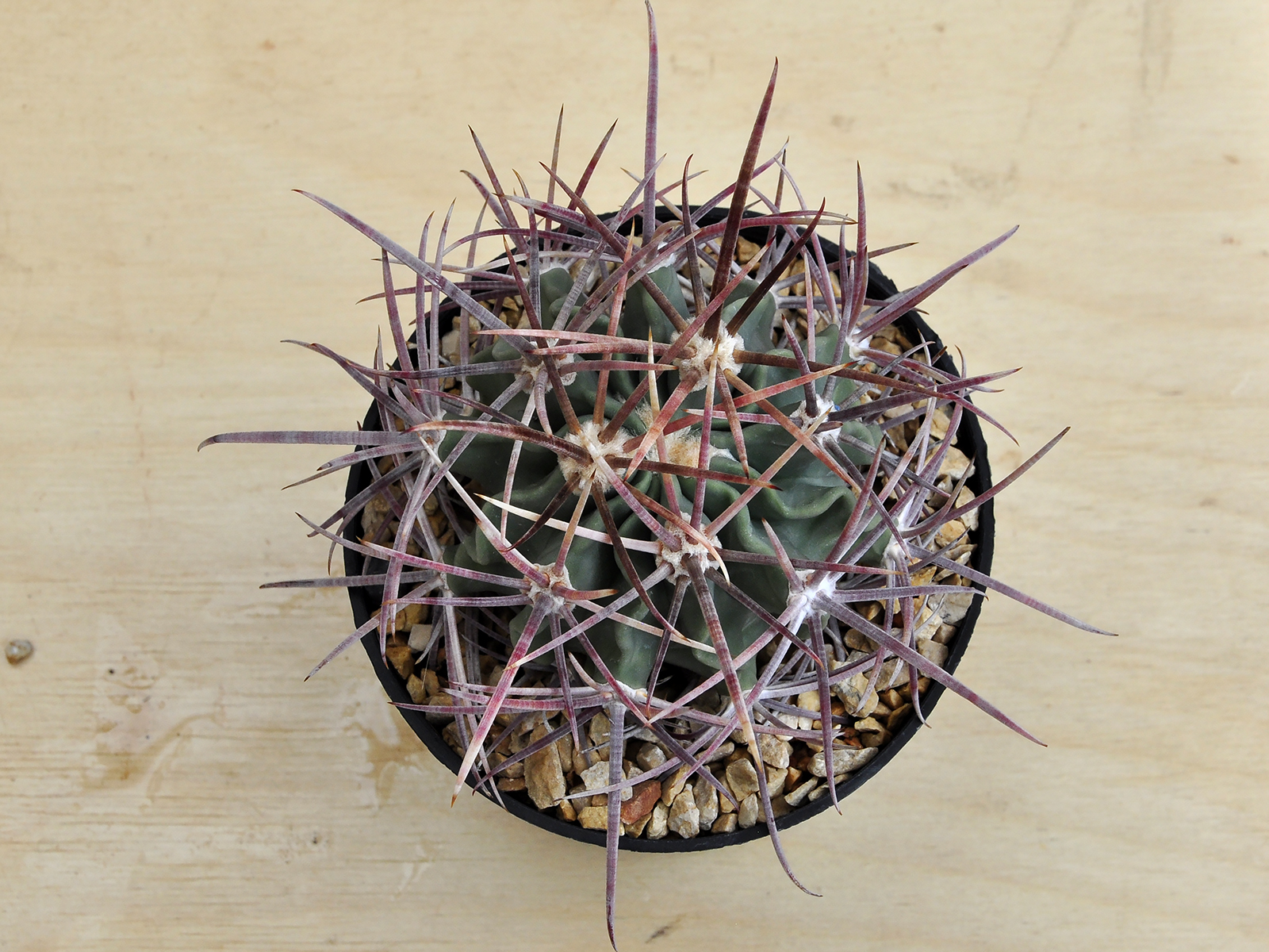 E.P. 2 Echinocactus parryi SB59 - Image 2