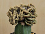 Geohintonia mexicana cristata, graft on Myrtillocactus