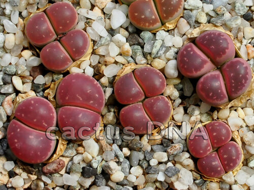 Lithops olivacea var. nebrownii cv. Red Olive