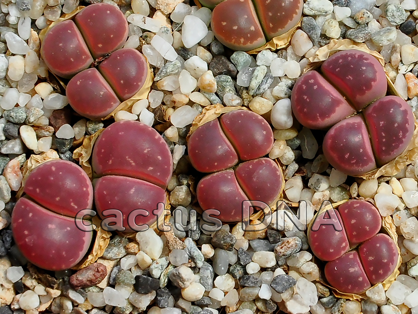 Lithops-olivacea var. nebrownii cv.Red Olive - 2 Lithops olivacea var. nebrownii cv. Red Olive - Image 1