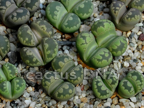 Lithops otzeniana 'Aquamarine' C128A