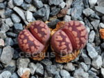 Lithops otzeniana 'Cesky Granat'