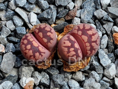 Lithops otzeniana 'Cesky Granat'