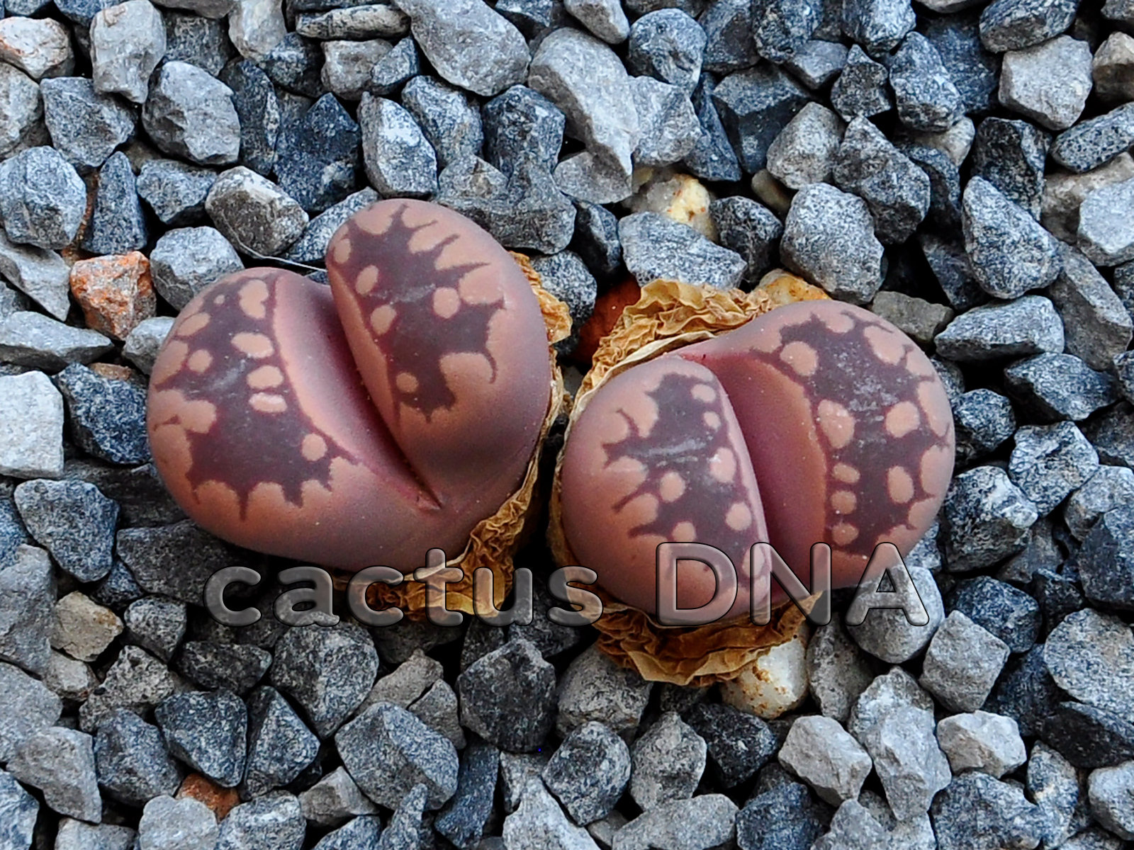 Lithops otzeniana cv Cesky Granat Lithops otzeniana 'Cesky Granat' - Image 2