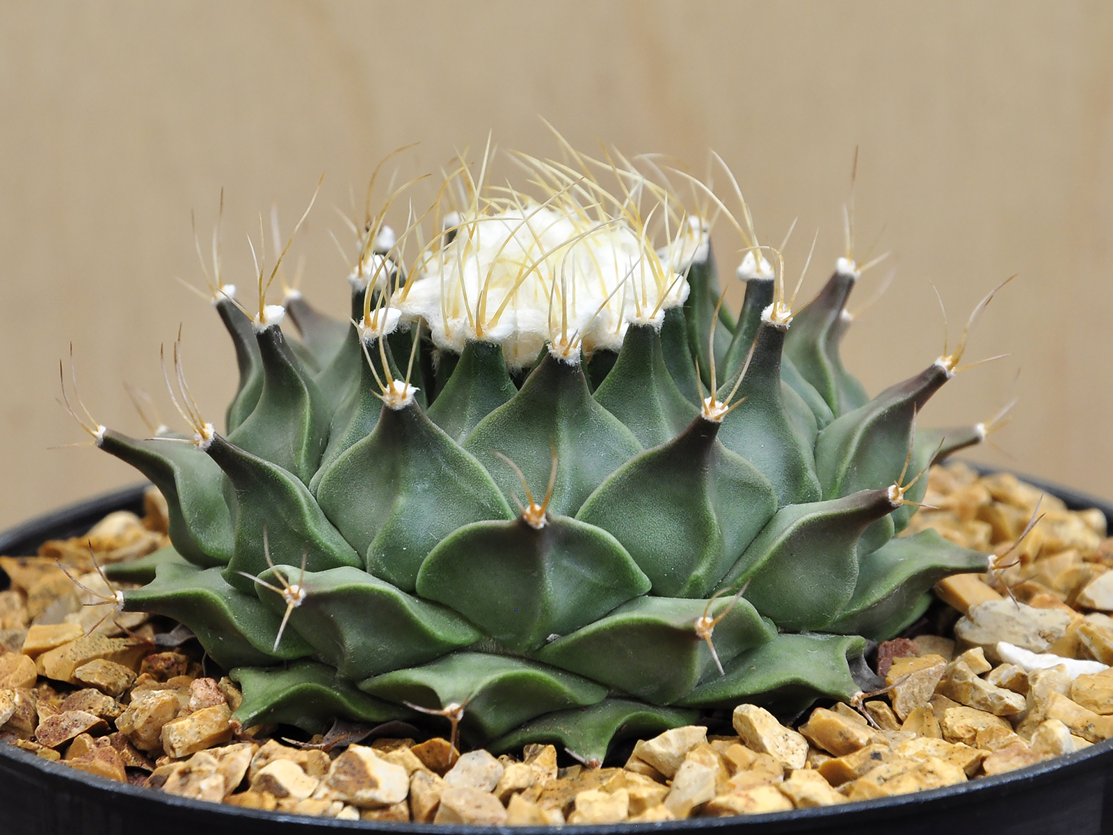 O.D. 1 Obregonia denegrii - Image 2