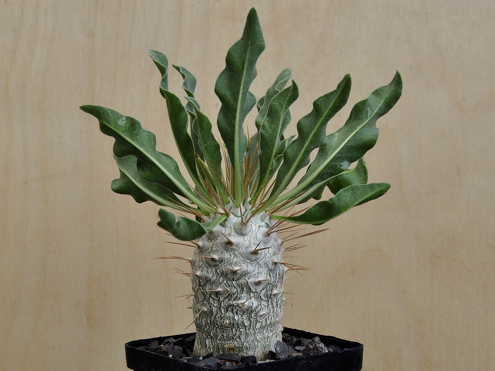P.N 1 Pachypodium namaquanum 2 - Image 1