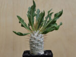 Pachypodium namaquanum 2 - Image 2