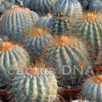 Copiapoa	haseltoniana - mix of habitat variants ex Chile
