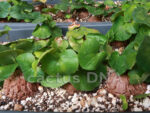 Dioscorea elephantipes