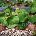Dioscorea elephantipes